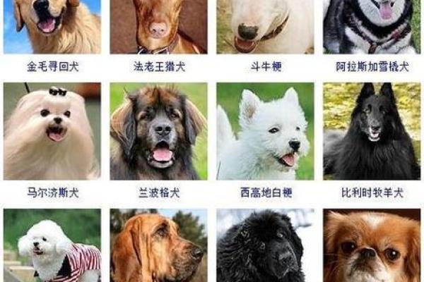 狗狗年宝宝名字大全:寓意幸运与幸福的名字推荐 狗狗年宝宝名字大全:寓意幸运与幸福的名字推荐