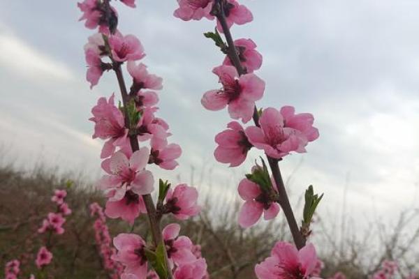男命双桃花：如何将情感波动转化为好运？