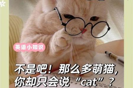 如何为你的猫咪挑选一个既独特又有意义的名字