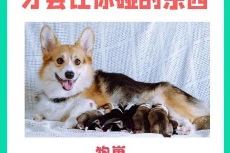 给狗子起名字的创意技巧，让它更特别