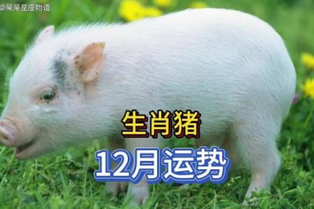 属猪人在的财运与事业走势