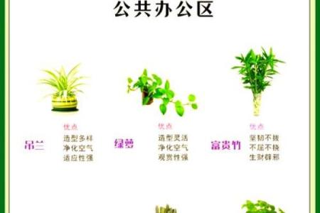 如何选择办公室风水大绿植，增强职场能量