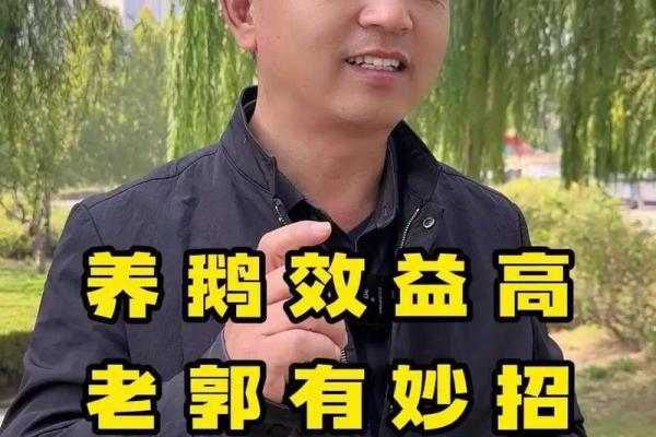 养鹅助运：如何通过鹅提升家居风水