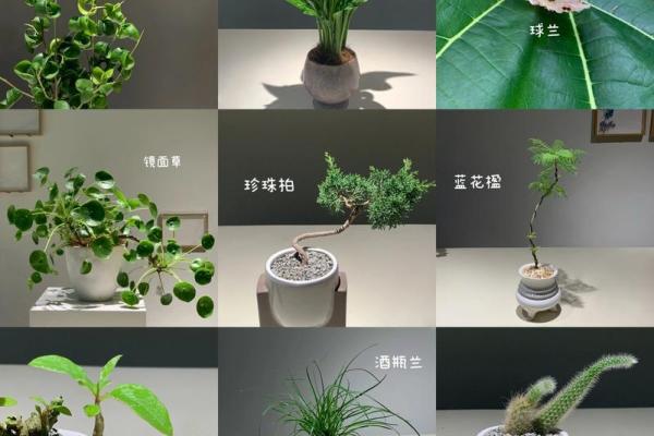 办公室桌面植物摆放的风水禁忌与技巧 办公室桌面植物摆放的风水禁忌与技巧