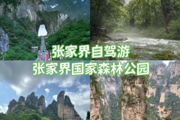 森林名字的文化遗产:从古老到现代 森林名字的文化遗产:从古老到现代
