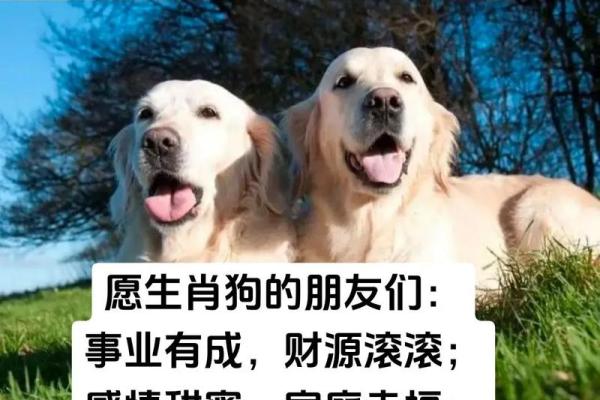 农历九月出生的属狗人,如何把握这一生的好运? 农历九月出生的属狗人,如何把握这一生的好运?