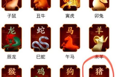 猪人运势预测：爱情、健康与财运的关键变化
