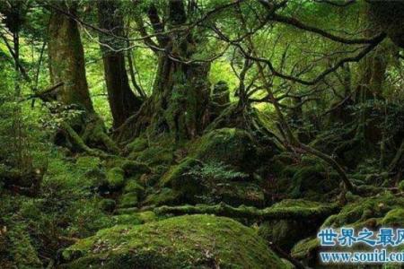 森林名字的文化遗产：从古老到现代