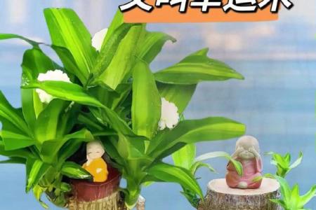 五行属木的花卉推荐，养一盆提升运势又美观