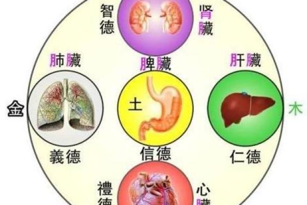 真皮五行与风水的关系,你了解多少? 真皮五行与风水的关系,你了解多少?