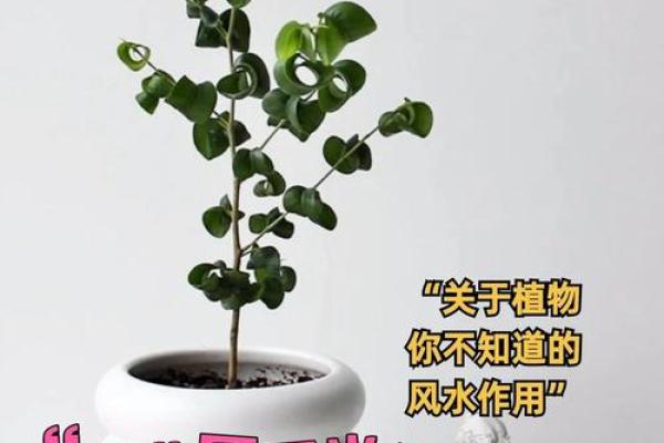 办公室风水植物打造健康与成功的职场环境