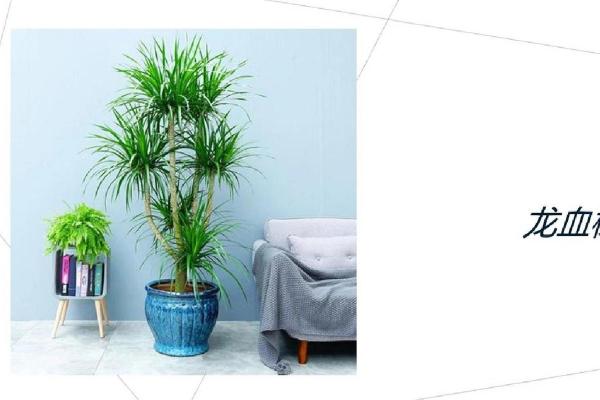 办公室风水植物打造健康与成功的职场环境