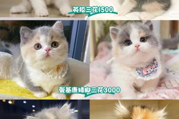 为你的三花猫挑选一个独特名字的实用指南 为你的三花猫挑选一个独特名字的实用指南