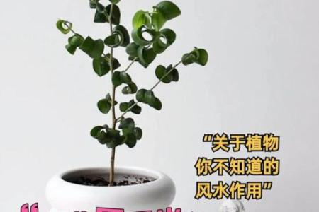 办公室风水植物打造健康与成功的职场环境