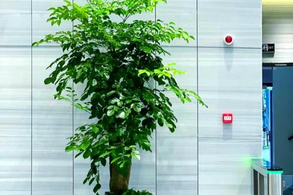 办公室风水植物选择指南 办公桌上必备的绿植 办公室风水植物选择指南 办公桌上必备的绿植