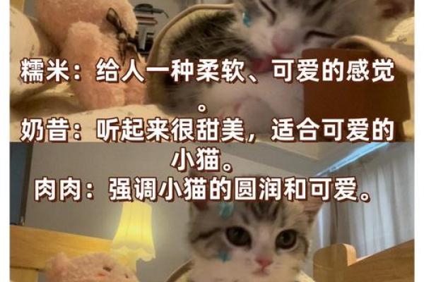 温暖与可爱并存,小猫名字推荐 温暖与可爱并存,小猫名字推荐
