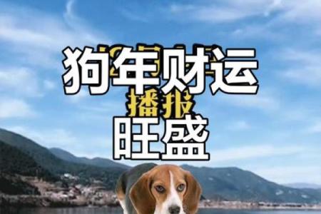 属狗人运势：如何抓住财富与爱情的机会