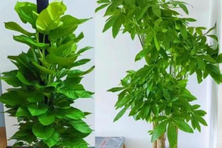 办公室风水植物选择指南 办公桌上必备的绿植