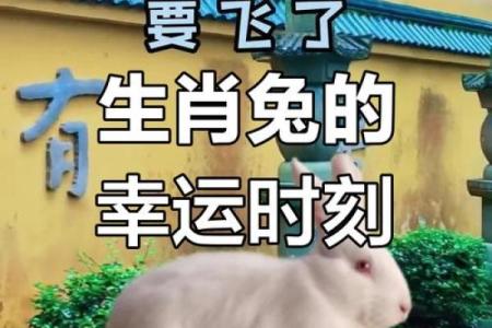 兔年五行属什么？揭开五行与生肖兔的神秘关系