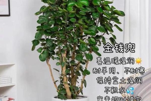 如何利用多肉植物提升办公室风水运势 如何利用多肉植物提升办公室风水运势
