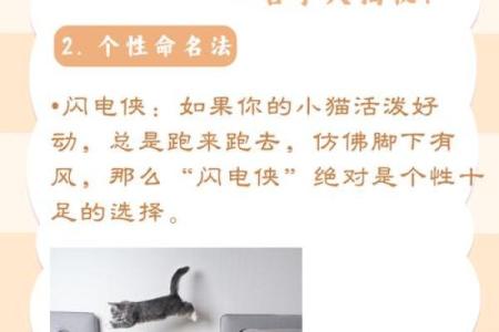 让你的猫咪与众不同的名字