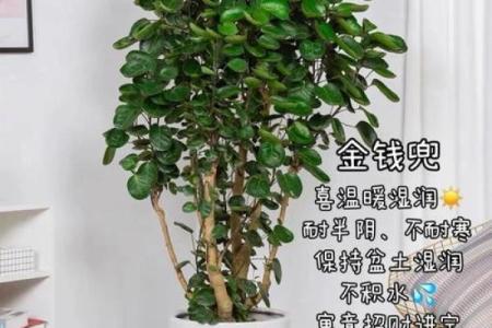 如何利用多肉植物提升办公室风水运势