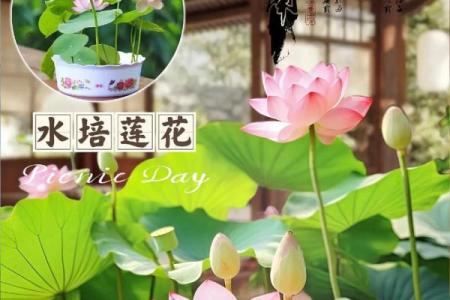 欣赏风水莲花地的艺术设计与风水力量