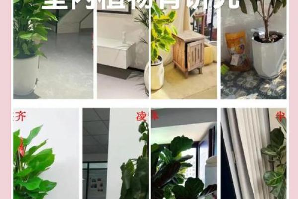 提升办公室风水的植物摆放技巧 提升办公室风水的植物摆放技巧