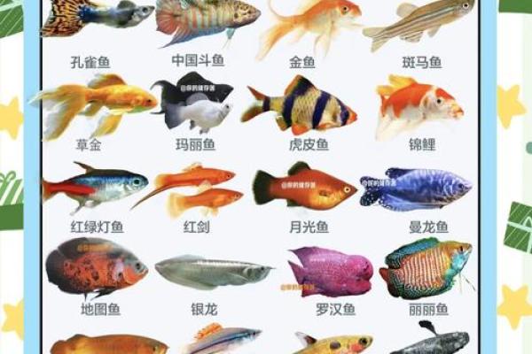 如何通过办公室养鱼改善工作运势 如何通过办公室养鱼改善工作运势