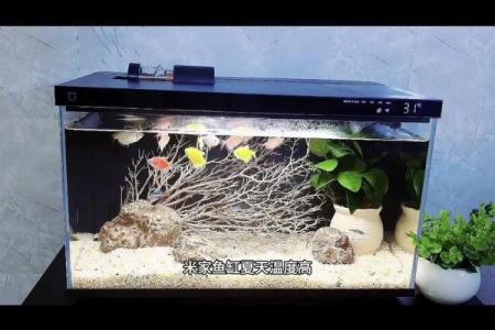 鱼缸死鱼可能带来的风水问题与应对方法