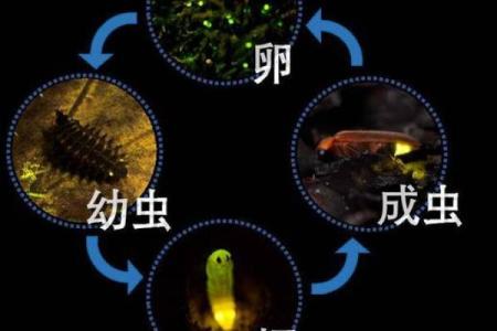 探索虫子名字中的科学奥秘