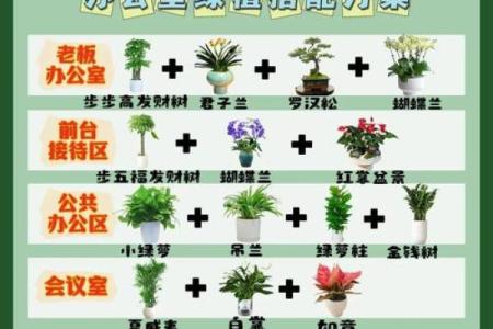 提升办公室风水的植物摆放技巧