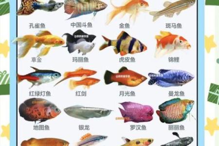如何通过办公室养鱼改善工作运势