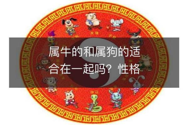 影响狗年出生宝宝运势的关键因素揭秘