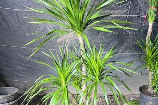 办公室风水植物选购指南 办公室风水植物选购指南