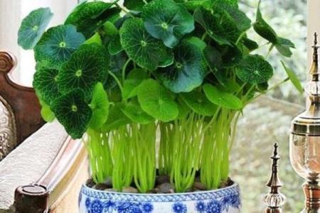 提升办公运势的绿色小植物推荐