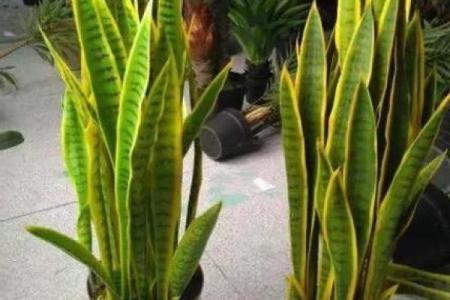 办公室风水植物选购指南