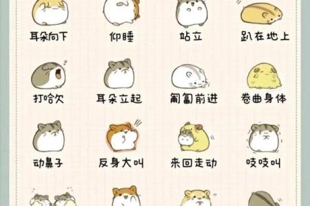 最受欢迎的仓鼠名字，萌宠命名灵感大全