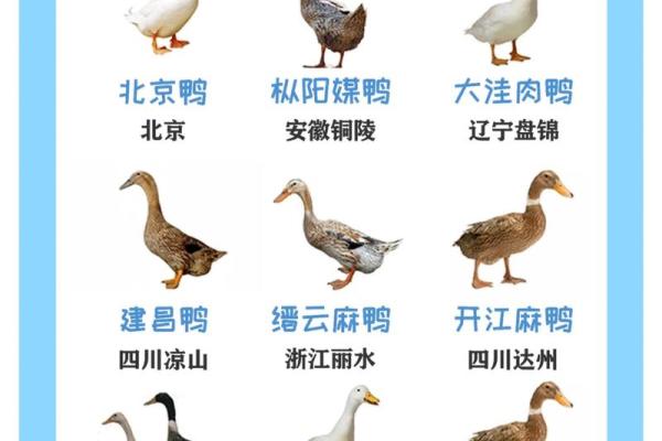 探索不同文化中的鸭子名字 探索不同文化中的鸭子名字