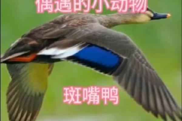 探索不同文化中的鸭子名字 探索不同文化中的鸭子名字