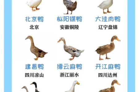 探索不同文化中的鸭子名字