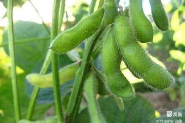 毛豆五行属什么?揭开其中的奥秘与意义 毛豆五行属什么?揭开其中的奥秘与意义