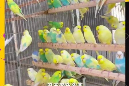 让鹦鹉更有魅力的名字推荐，独特又好听
