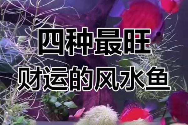 如何利用风水鱼改善办公室气场与运势