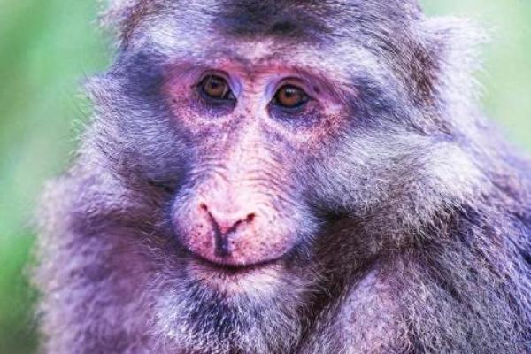 揭开农历五月二十四出生的神秘面纱,他们的独特人生注定辉煌 揭开农历五月二十四出生的神秘面纱,他们的独特人生注定辉煌