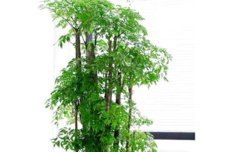 提升居家办公运势的风水建议