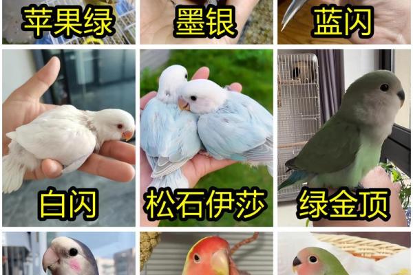 鹦鹉名字大全:为你的宠物挑选最独特的名字建议 鹦鹉名字大全:为你的宠物挑选最独特的名字建议