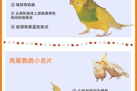 鹦鹉名字大全：为你的宠物挑选最独特的名字建议