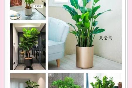 如何利用植物风水优化总经理办公室环境
