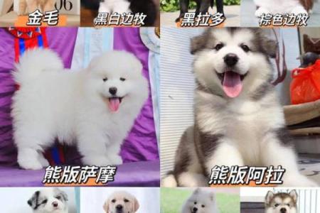 适合泰迪犬的名字大全，挑选最适合的那一个